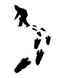  Yeti 
