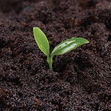  Germinating 