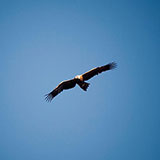 Gliding 