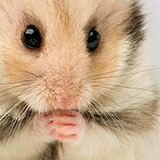  Hamster 