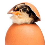  Hatch 