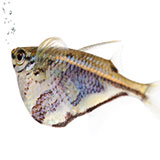 Hatchetfish 