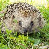  Hedgehog 