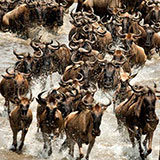  Herd 