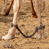  Hobble 