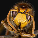  Hornet 