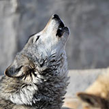  Howl 