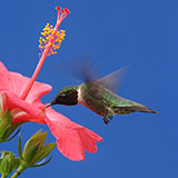  Hummingbird 