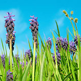  Hyacinth 