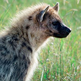  Hyena 
