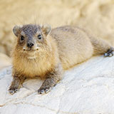  Hyrax 