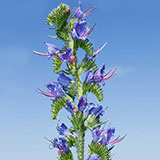  Hyssop 