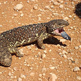  Blue Tongue 