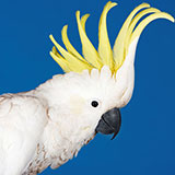  Cockatoo 