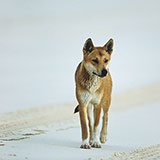  Dingo 