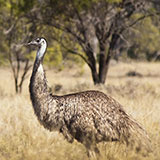  Emu 