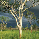  Eucalyptus Tree 