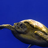  Green Turtle 