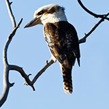  Kookaburra 