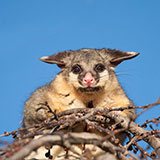  Possum 
