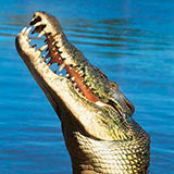  Saltwater Croc 