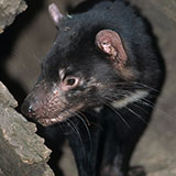  Tasmanian Devil 