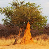  Termite Mound 