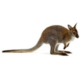  Wallaby 