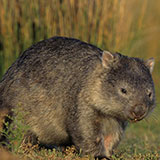  Wombat 