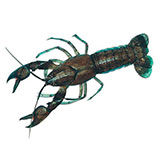  Yabby 