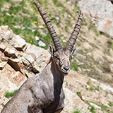  Ibex 
