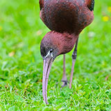  Ibis 