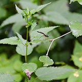  Ichneumon 