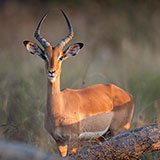  Impala 