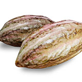  Cocoa Fruit 