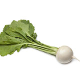  Daikon Radish 