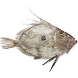  John Dory 