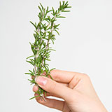  Rosemary 