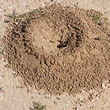  Ant Hill 