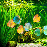  Aquarium 