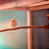  Aviary 