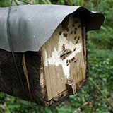  Beehive 
