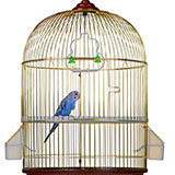  Birdcage 