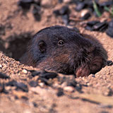  Burrow 