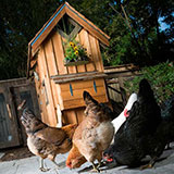  Chicken Coop 