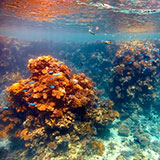  Coral Reef 