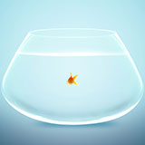  Goldfish Bowl 