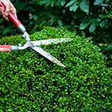  Hedge 