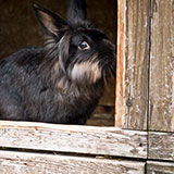 Hutch 