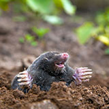  Molehill 